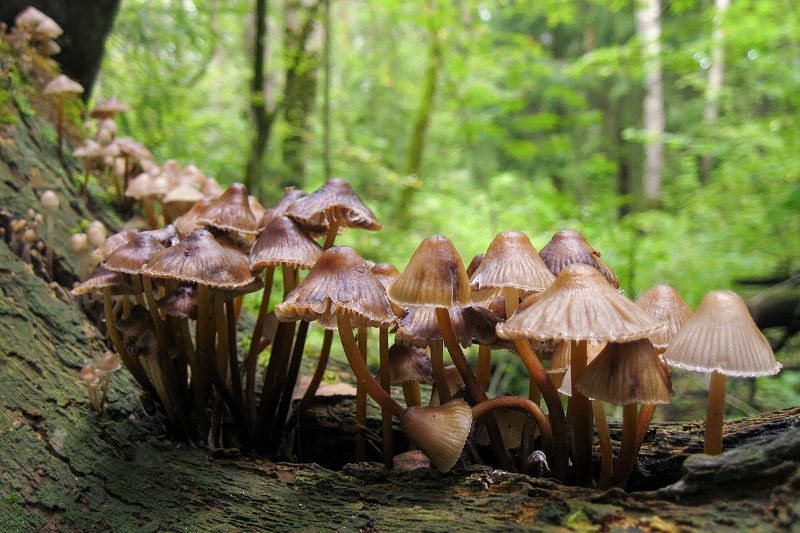 Грибные человечки фото превью