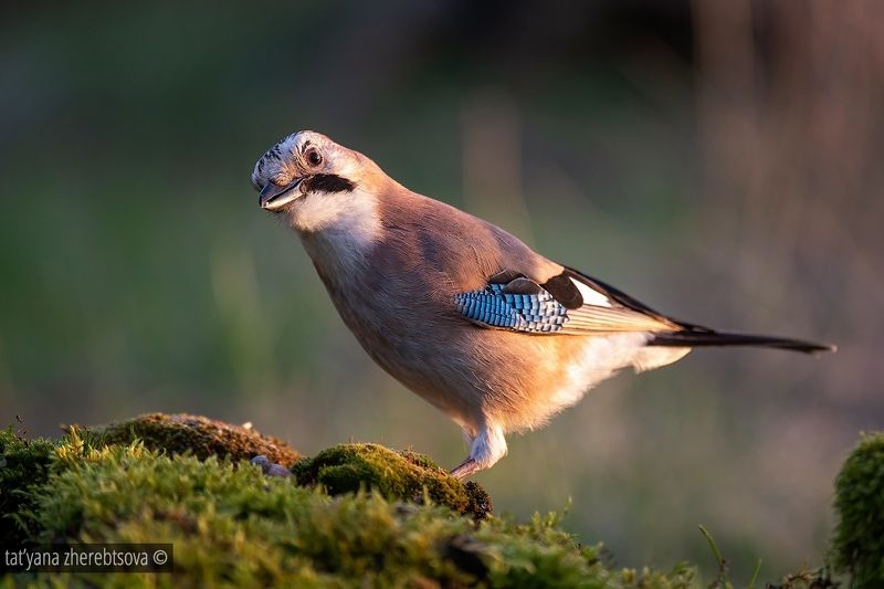 Сойка (в ассортименте) фото превью