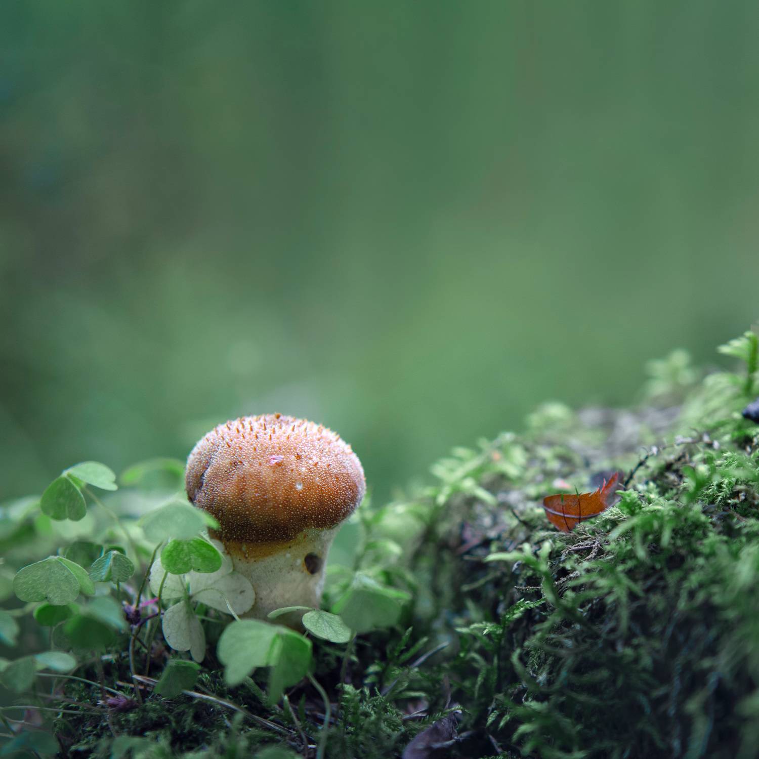 гриб, лес, Валерий Вождаев