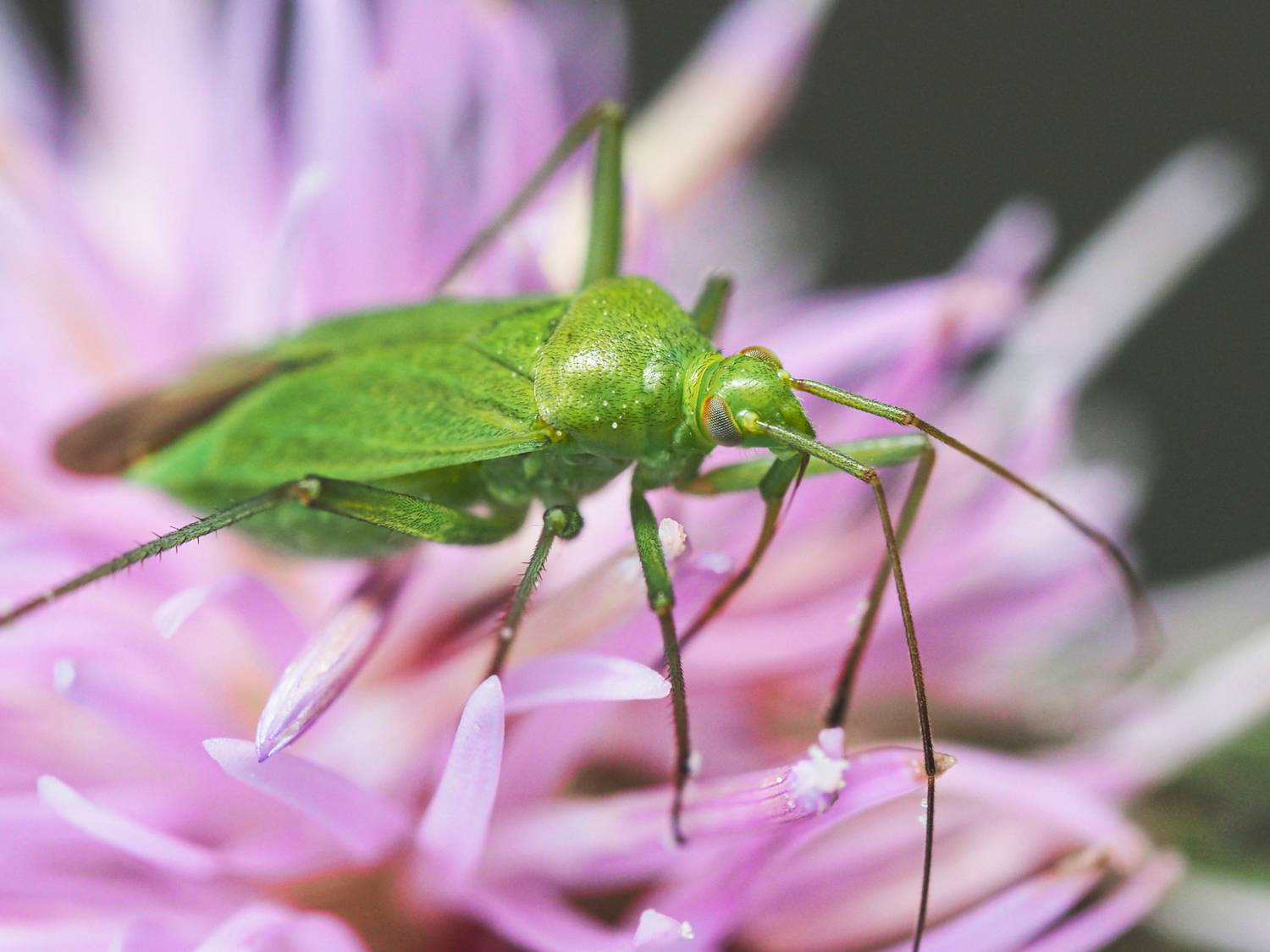 макро, клоп, macro, Протченко Ирина