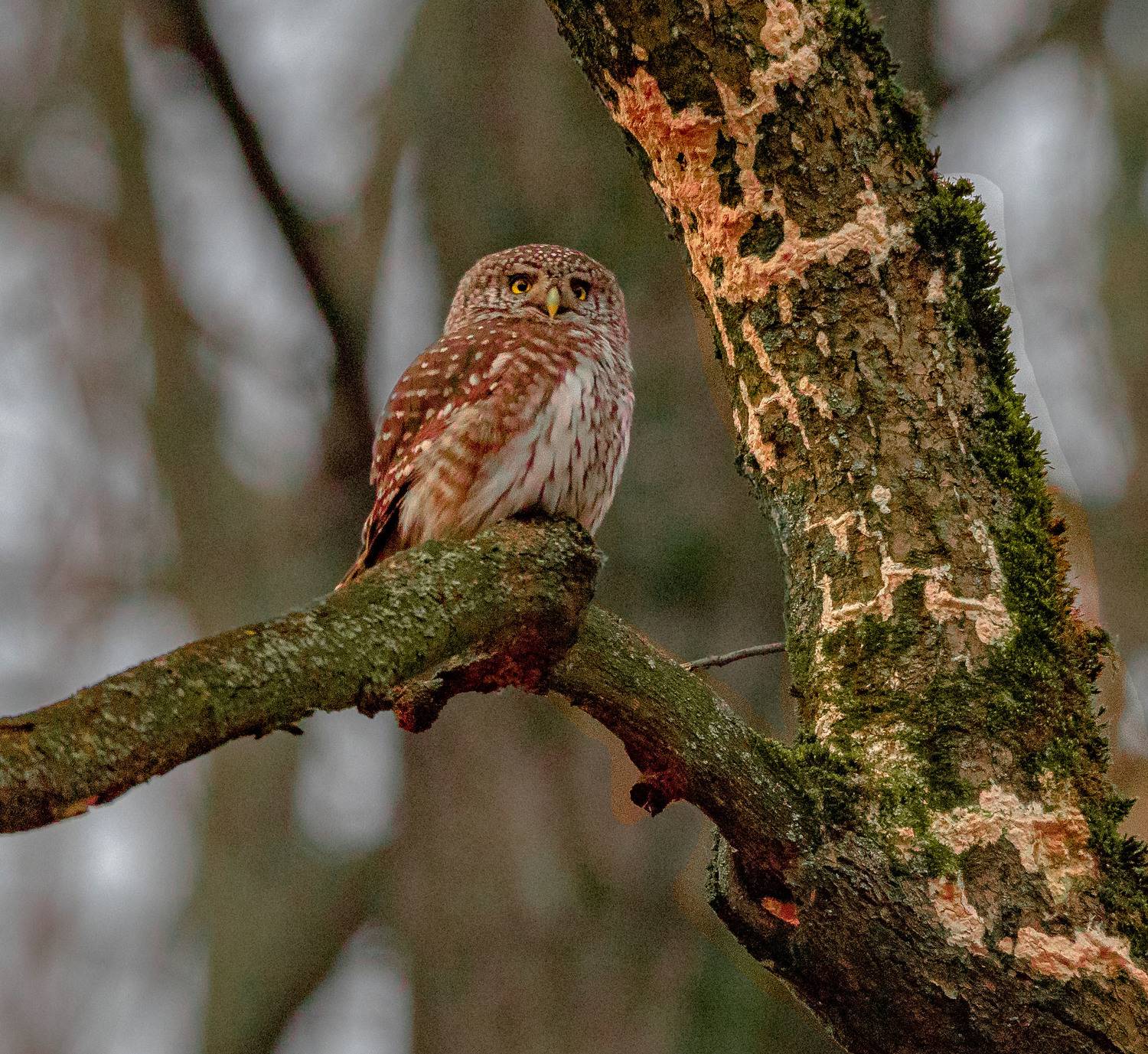 , Сморчков Сергей
