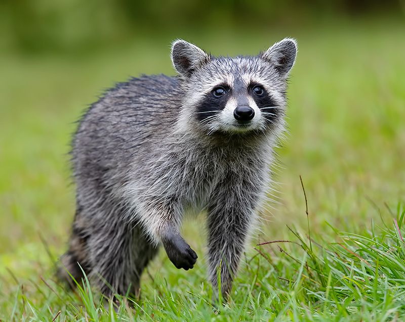 енот обыкновенный, енот-полоскун, raccoon, енот, дикие животные, животные, animals Енот-полоскун -Raccoon фото превью