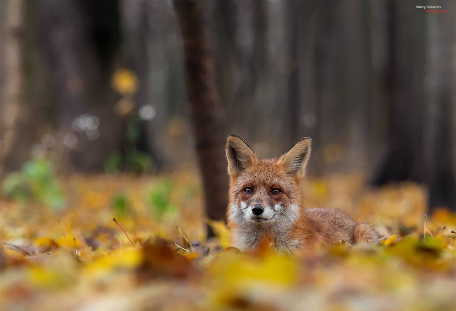 , Валерий Субачев