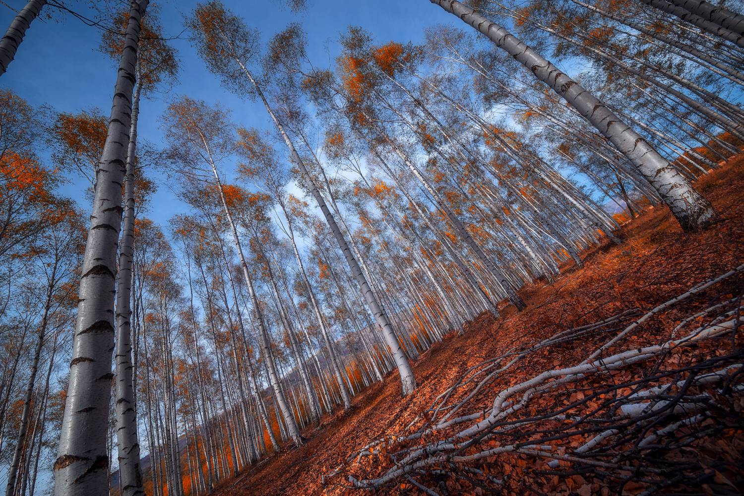 , Mariyana Atanasova - Lucero