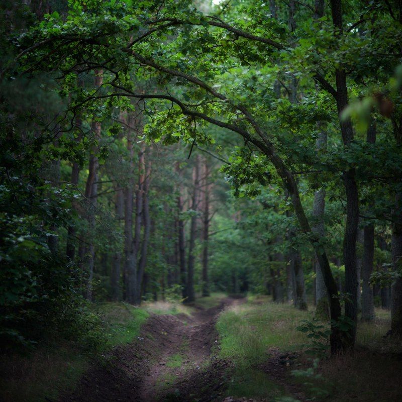 Лес Август фото превью
