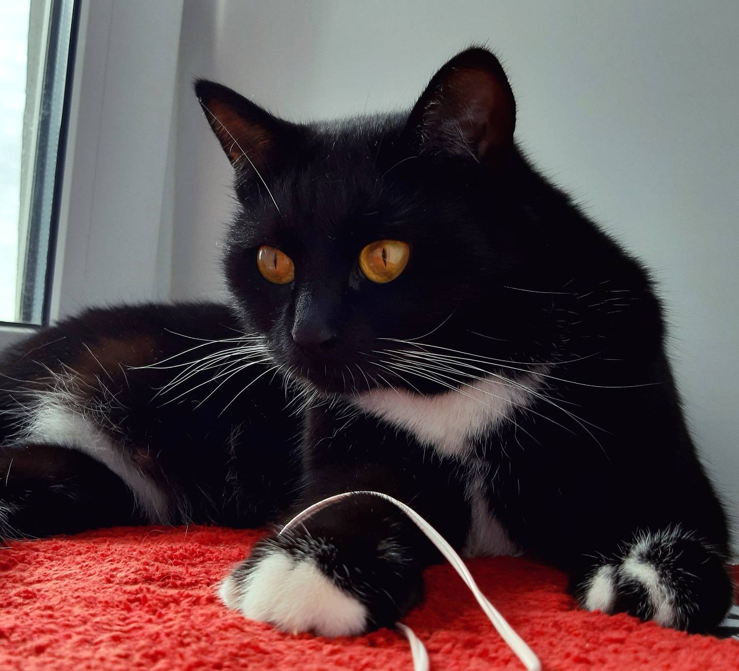 Чёрная кошка, Maria V. Gorskaya