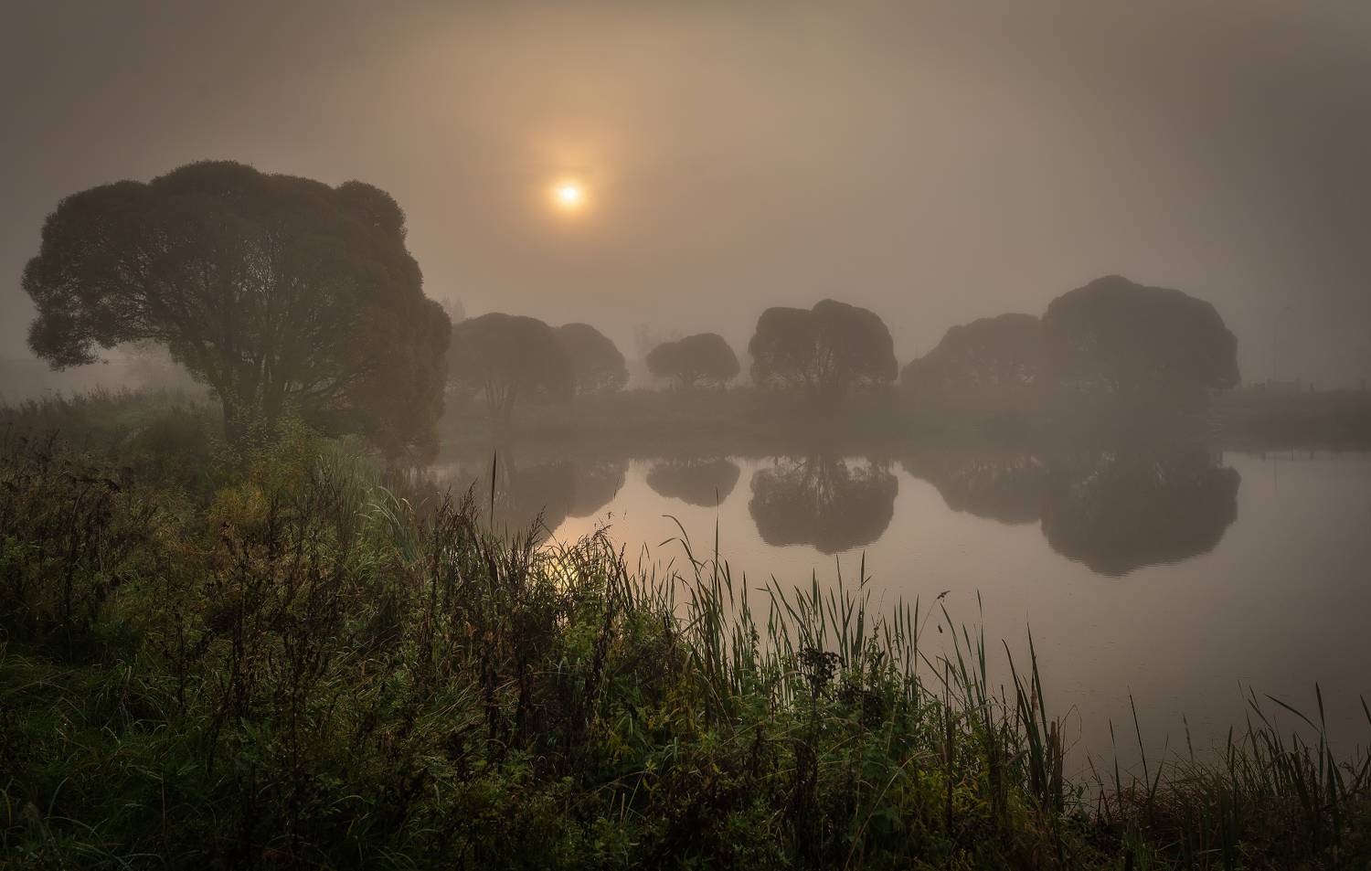 туман, мгла, озеро, ивы,смок, Сергей Аникин