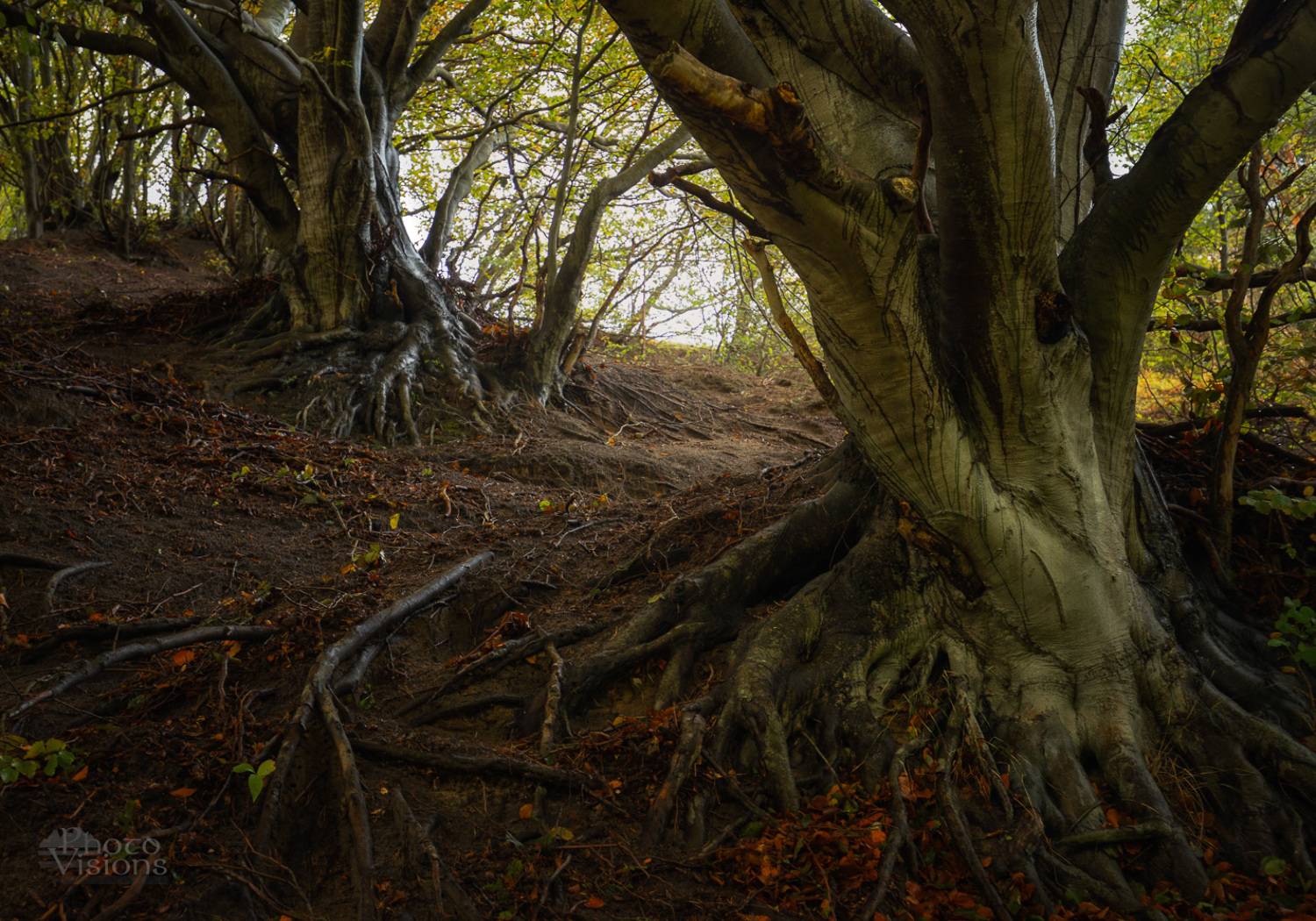 beech,tree,trees,forest,woodland,woods,big trees,monumental,autumnal,autumn,baltic sea,polish,poland,, Photo Visions