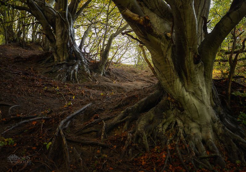 beech,tree,trees,forest,woodland,woods,big trees,monumental,autumnal,autumn,baltic sea,polish,poland, In the Shadow фото превью