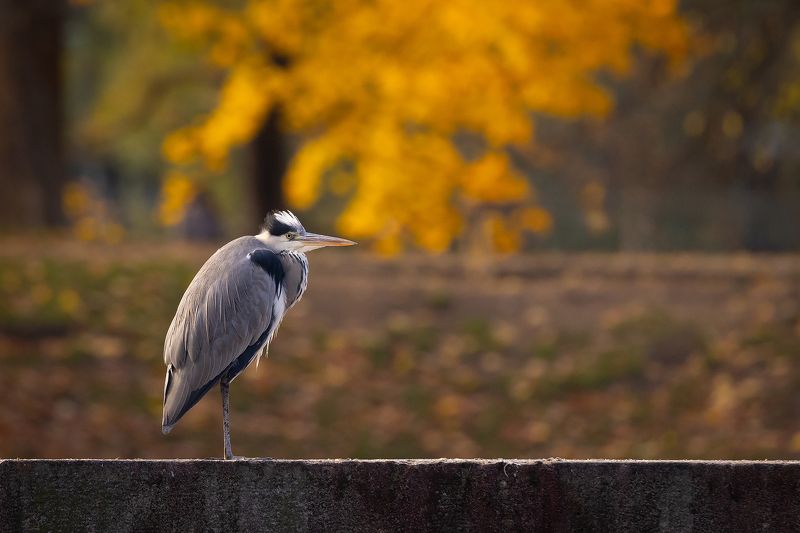 Heron фото превью