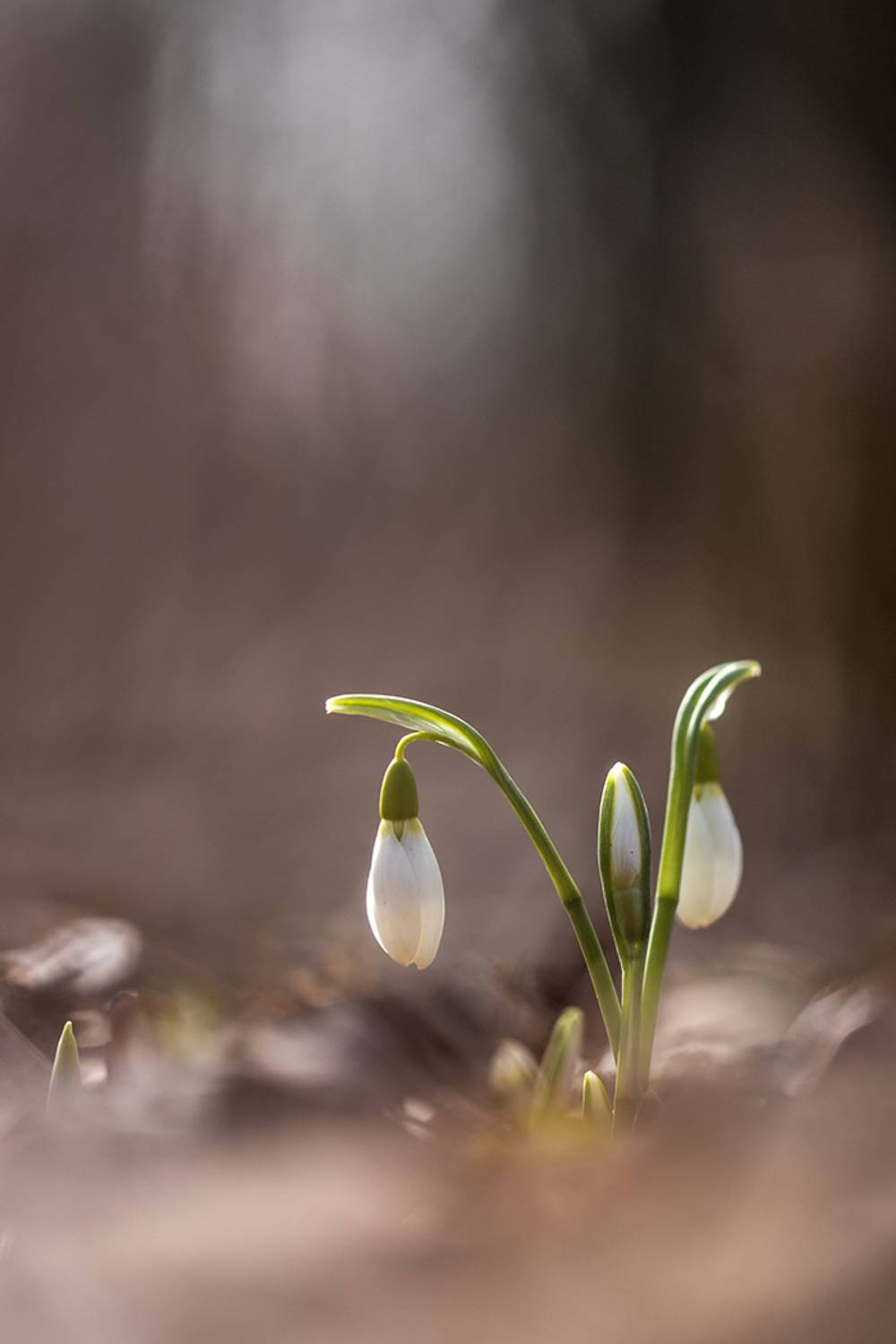 , Илья Михеев