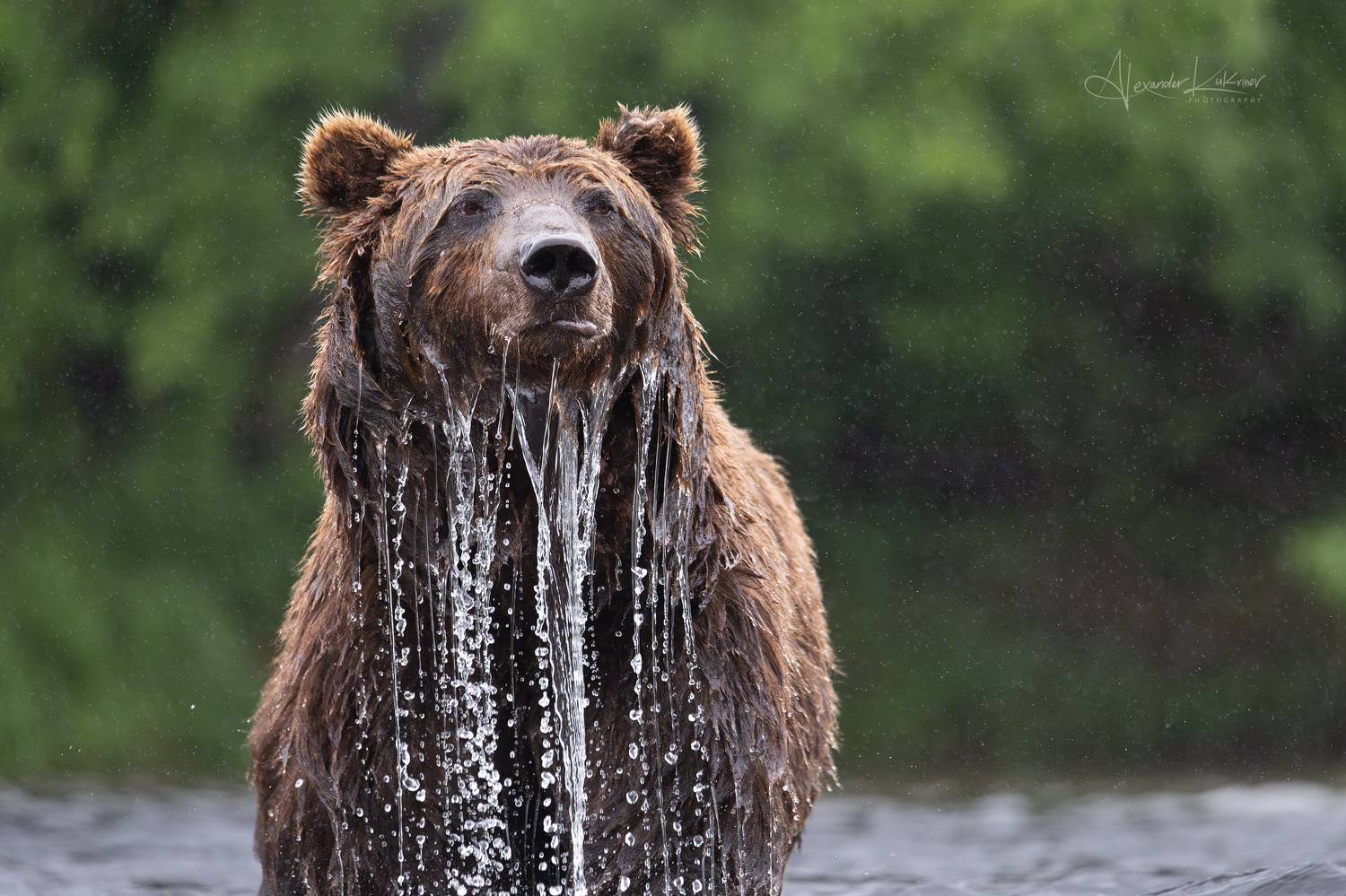 медведь,медведи,камчатка, Александр Кукринов