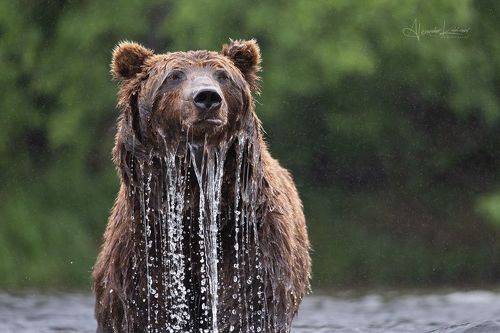Мокрый портрет в дождливый день...