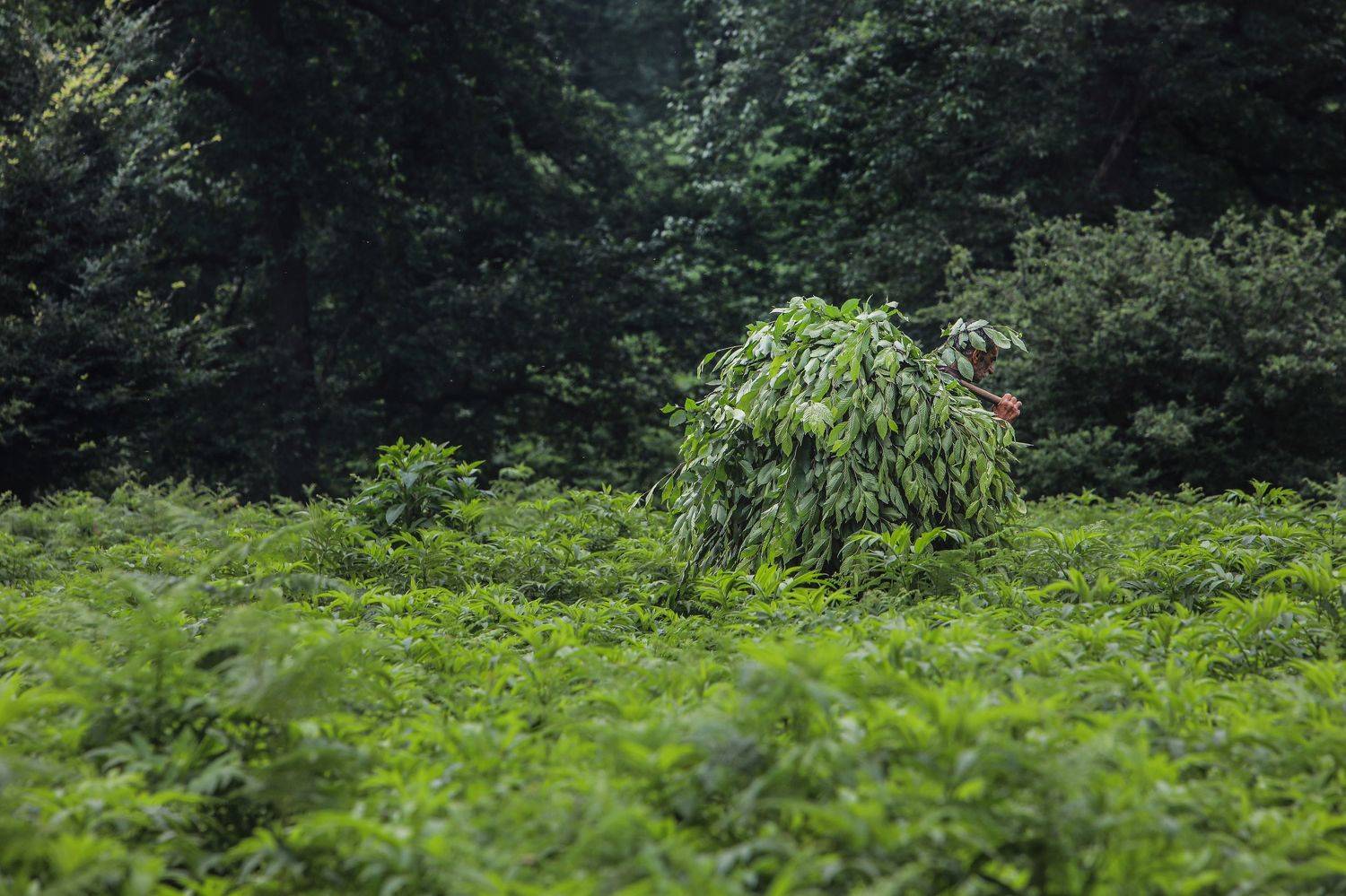 #documentary #jungle, hamze dashtrazmi