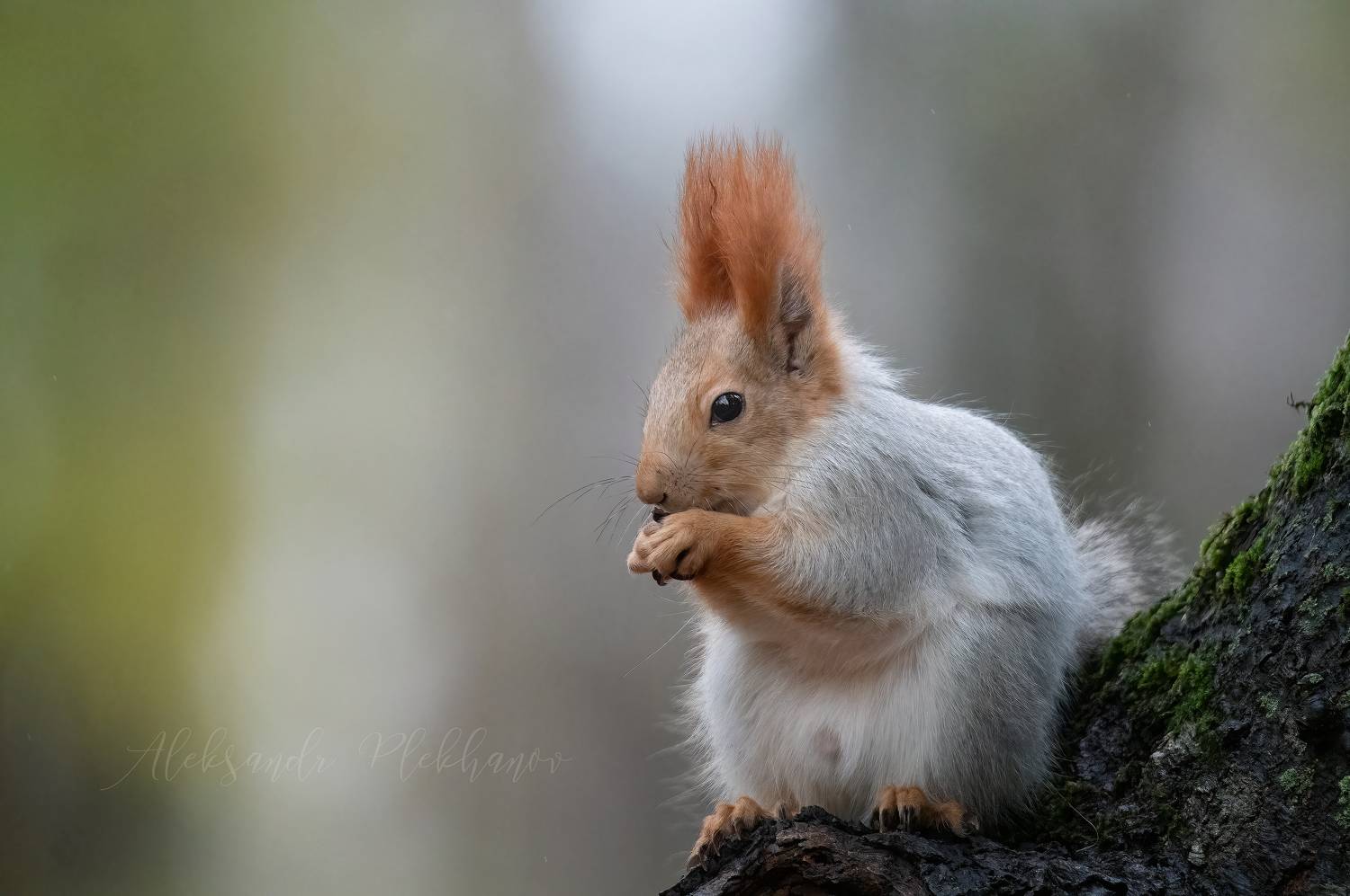 белка, Плеханов Александр
