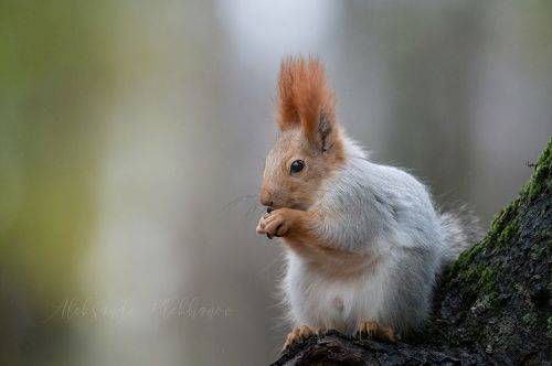 Очень я люблю эти ваши семечки