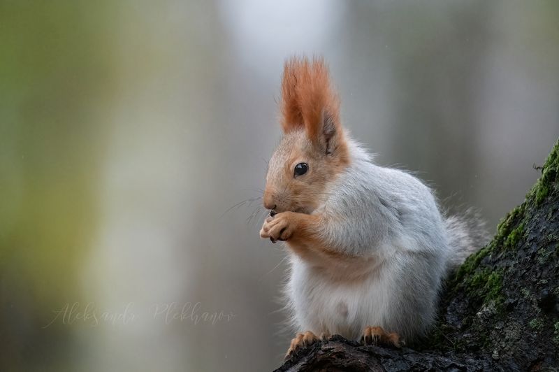 белка Очень я люблю эти ваши семечки фото превью