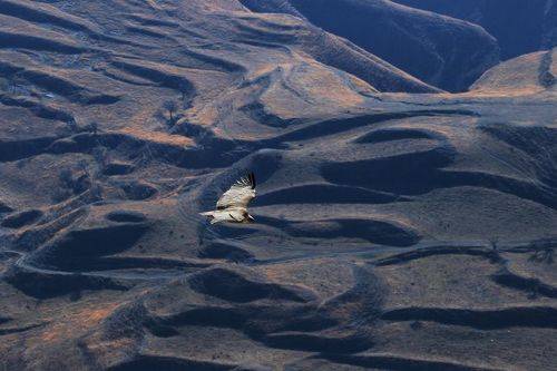 Гунибский район..
