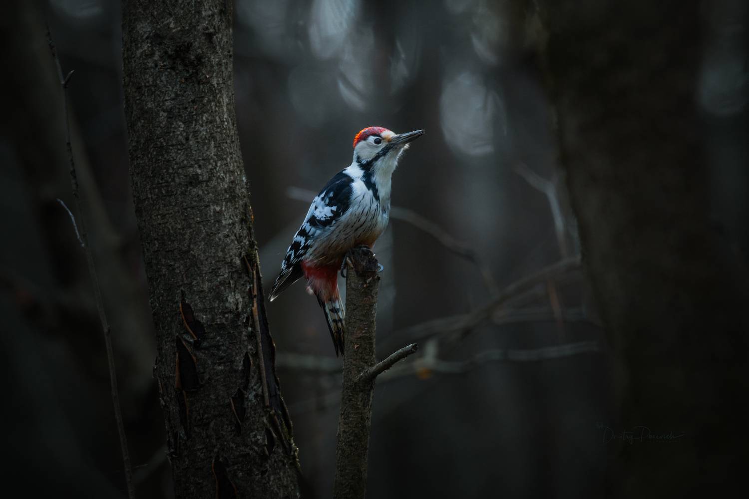 природа, лес, поля, огороды, животные, птицы, макро, Посевич Дмитрий