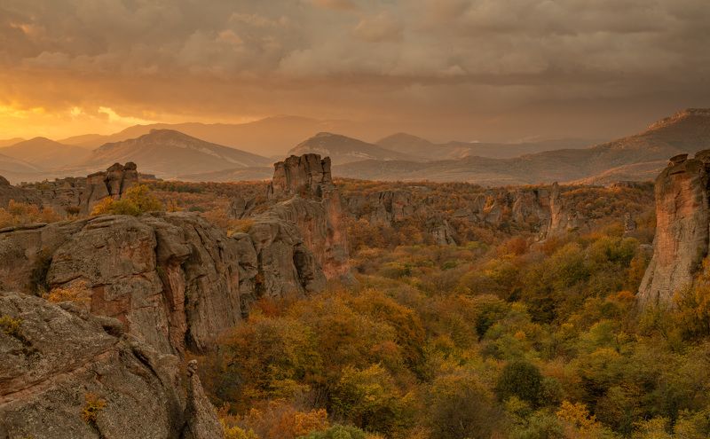 Белограчик фото превью