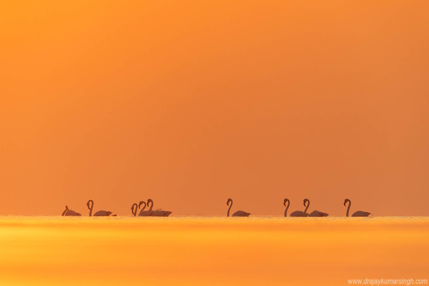 Greater flamingos sunrise, Dr Ajay Kumar Singh
