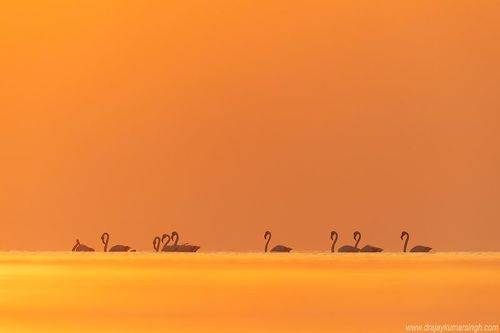 Greater flamingos 