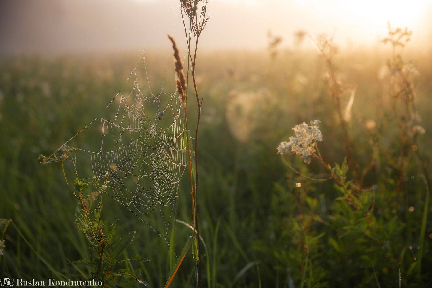 река, рассвет, лемовжа, закат, Кондратенко Руслан