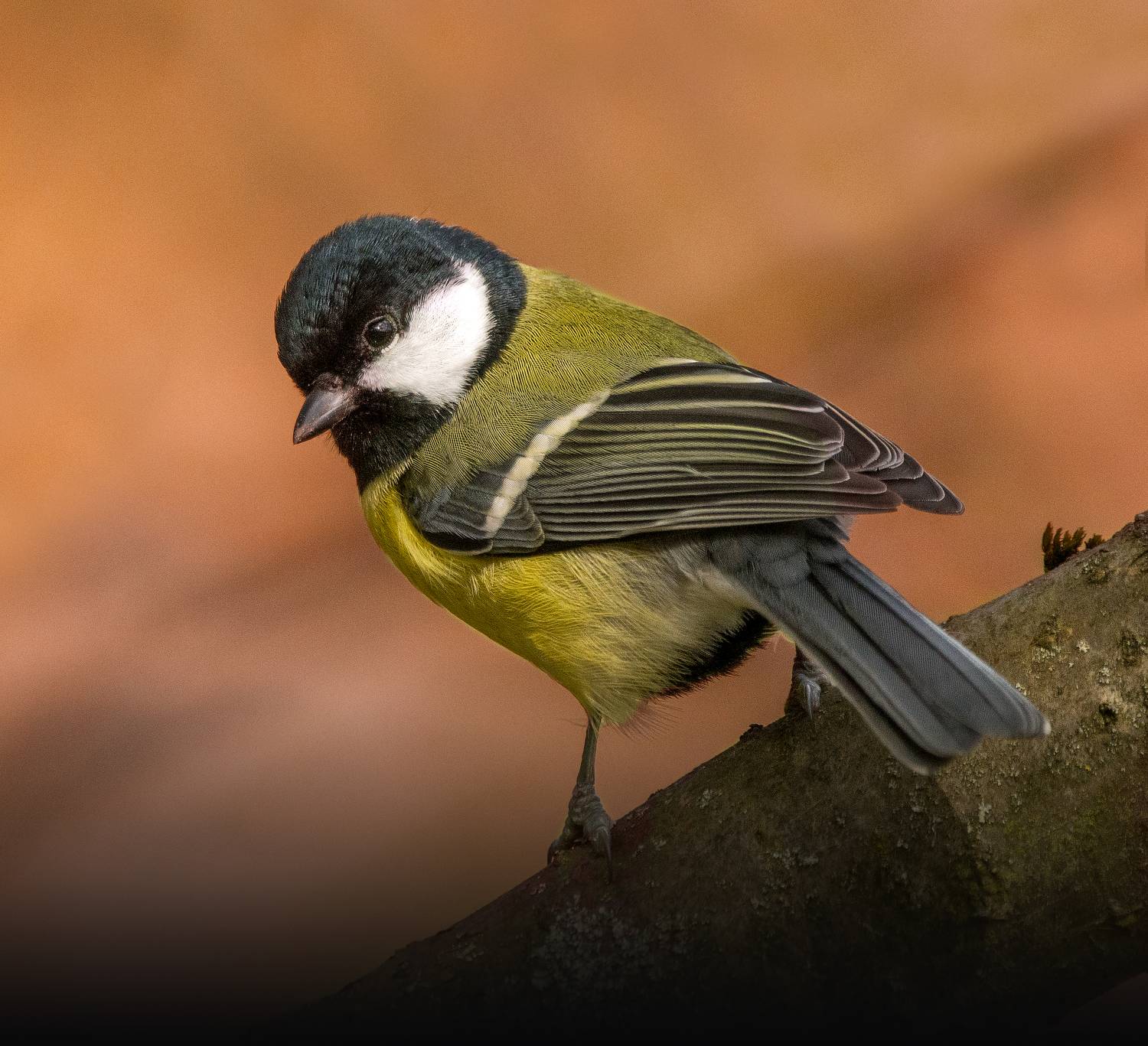 birds,birdwatching, wildlife, nature, greattit, bestbirds, птицы, фотоохота, фотоптиц, природа, лес, синица, Михаил Ездаков