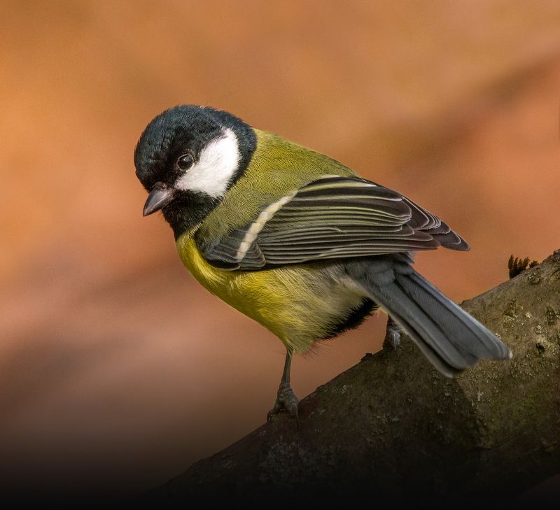 Great tit (Большая синица) фото превью