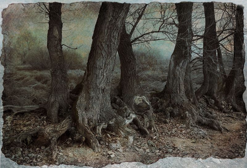 фото арт лес фото превью