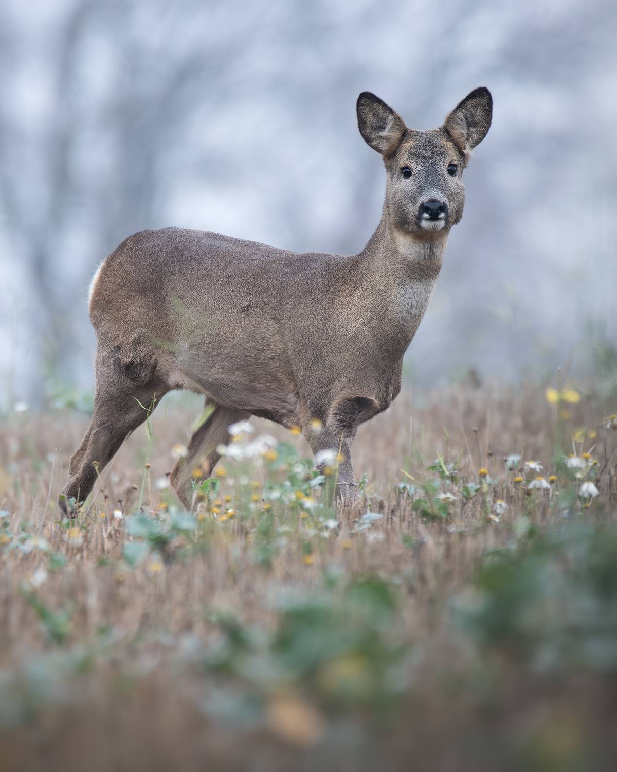 , Митин Дмитрий