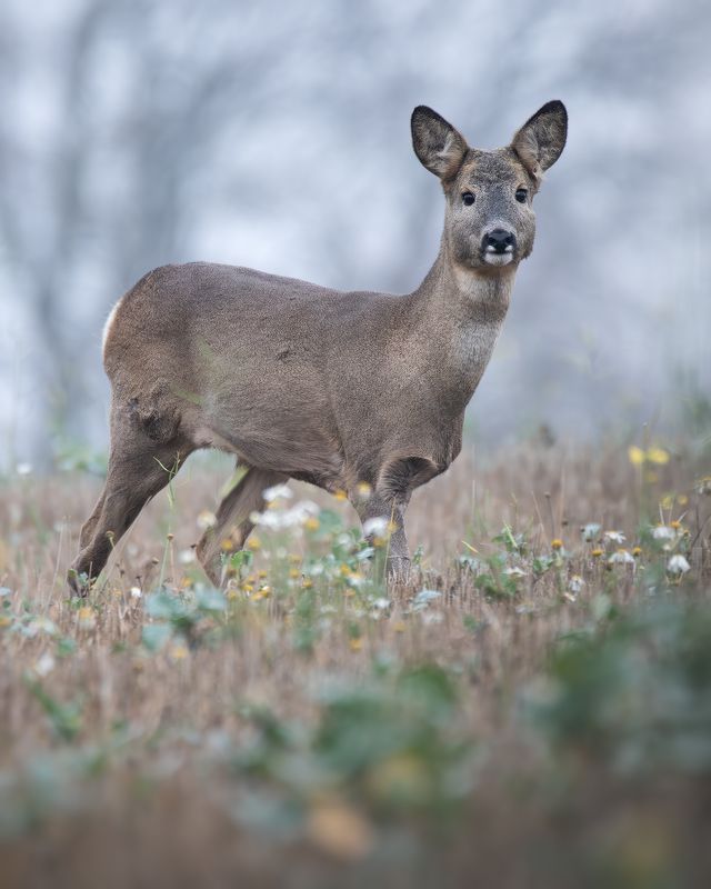 Европейская косуля, Capreolus capreolus, Ноябрь 2023 фото превью