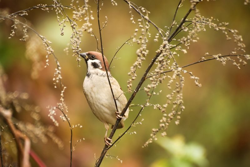 природа, парк, воробей Воробьишка за обедом фото превью