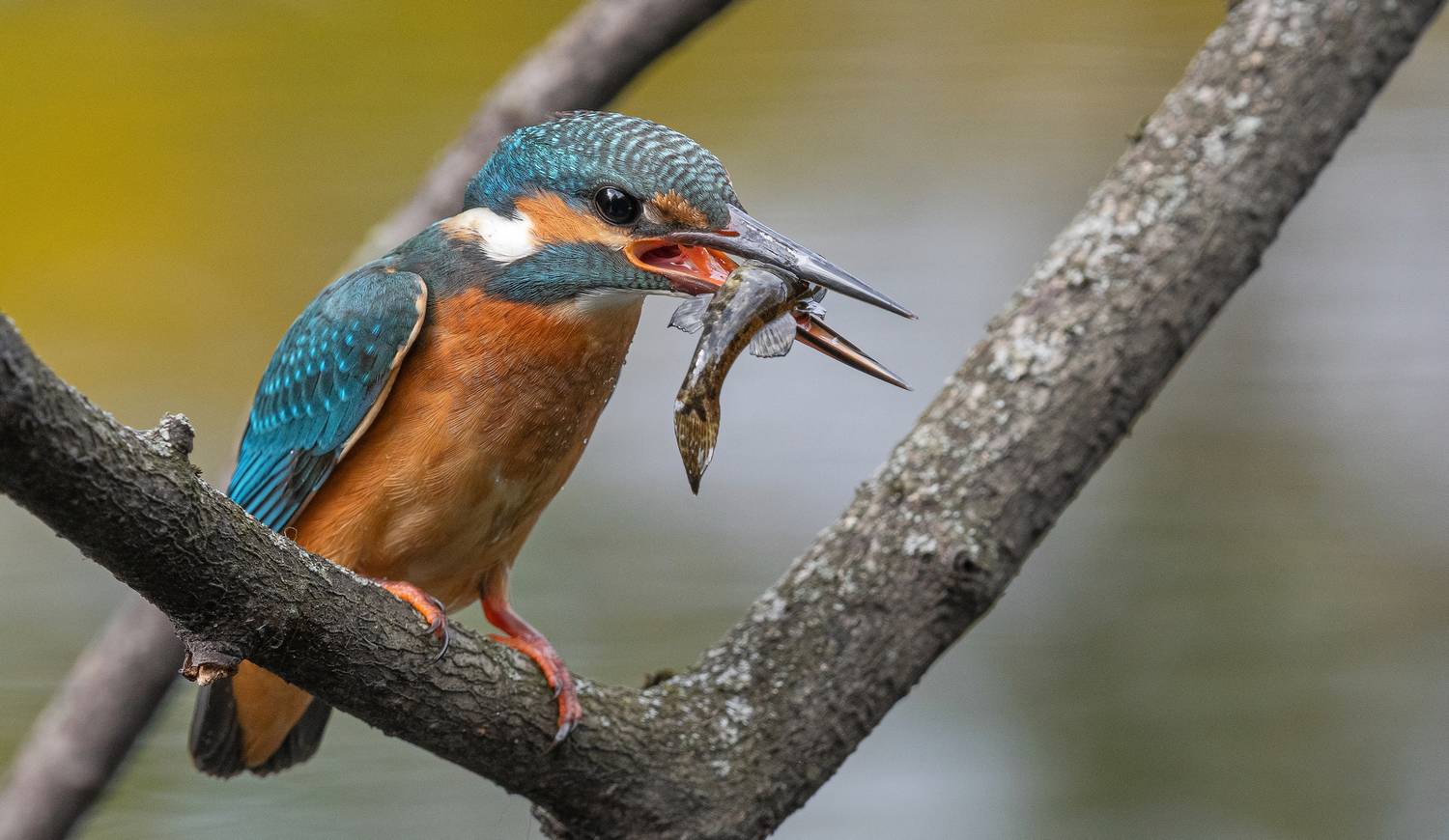 птица, птенцы, зимородок, лето, весна, фотоохота, рыба, рыбалка, Сигушин Руслан