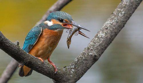 Сегодня клюёт