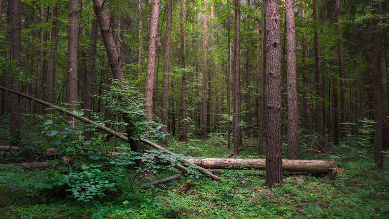В летнем лесу фото превью
