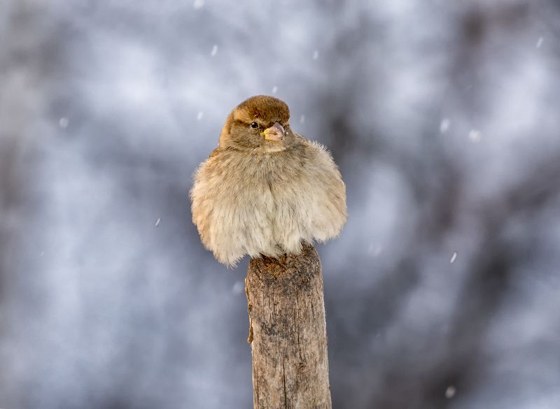 птица. воробей, *** фото превью