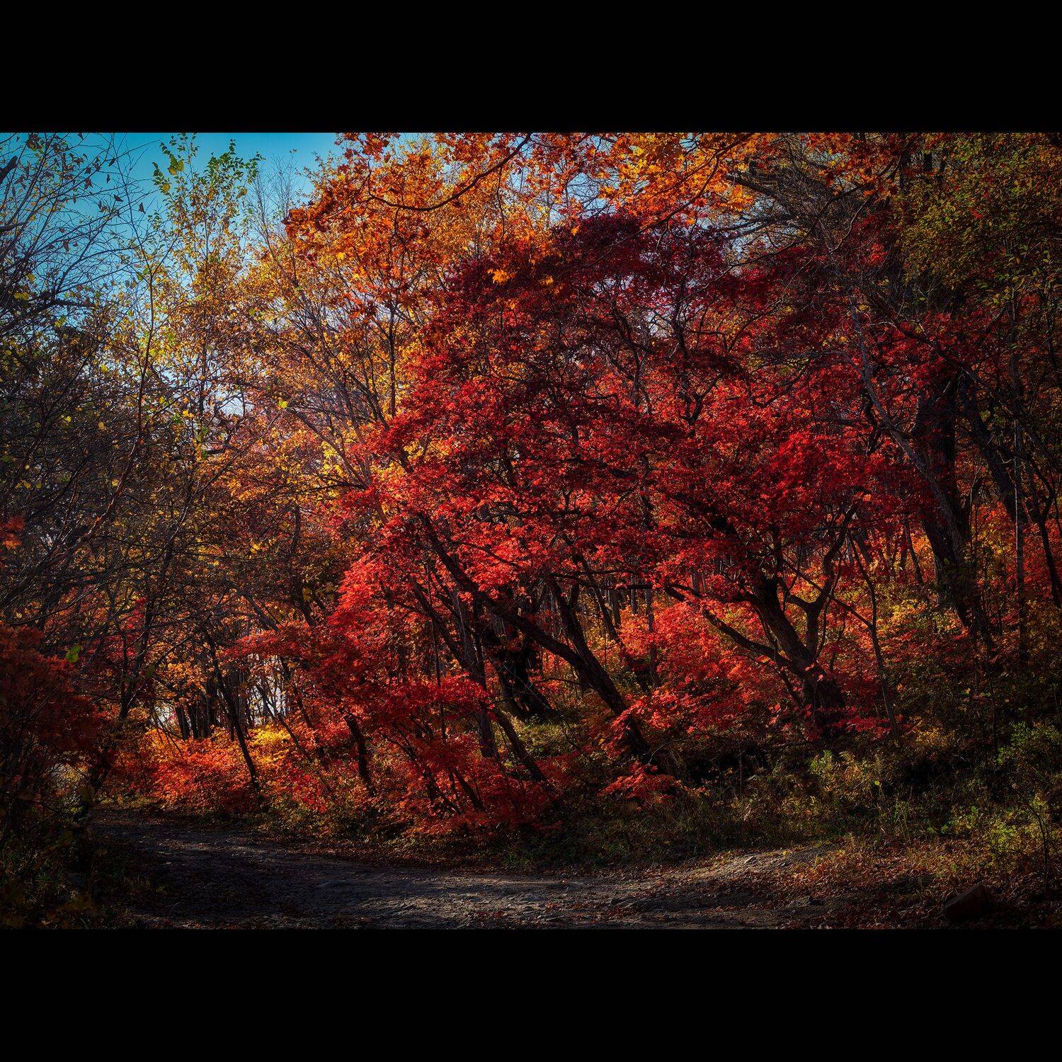 клены, осень, приморье, россия, приморский край, море, японское море, закат, кекур, природа, пейзаж, Ivan A. Godovikov