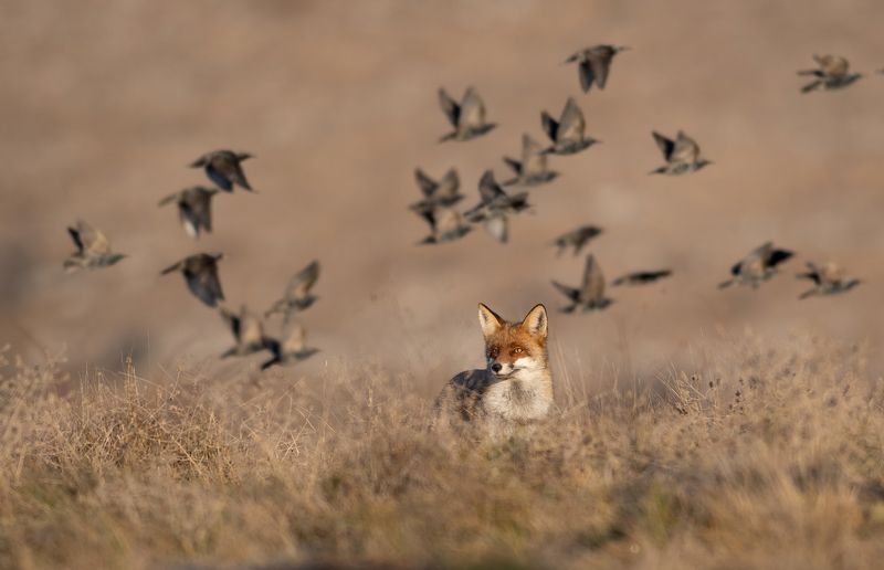 Лис и скворцовый ветер фото превью