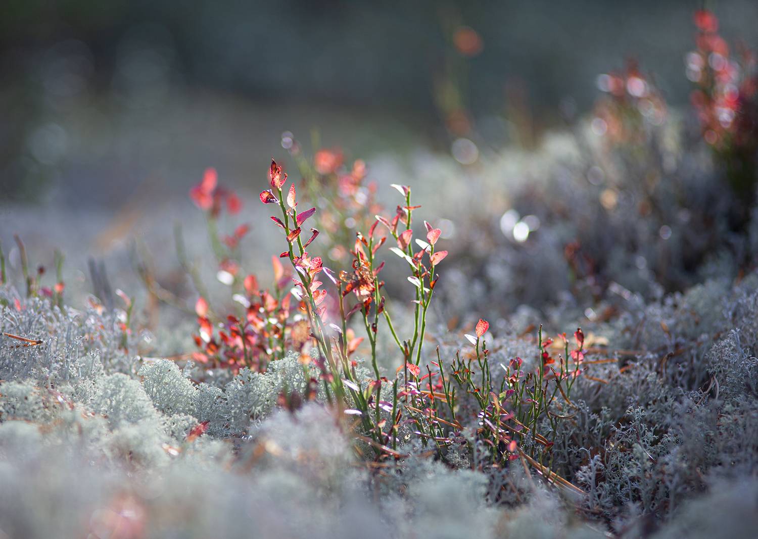 мох, черника, Наталия Колтакова
