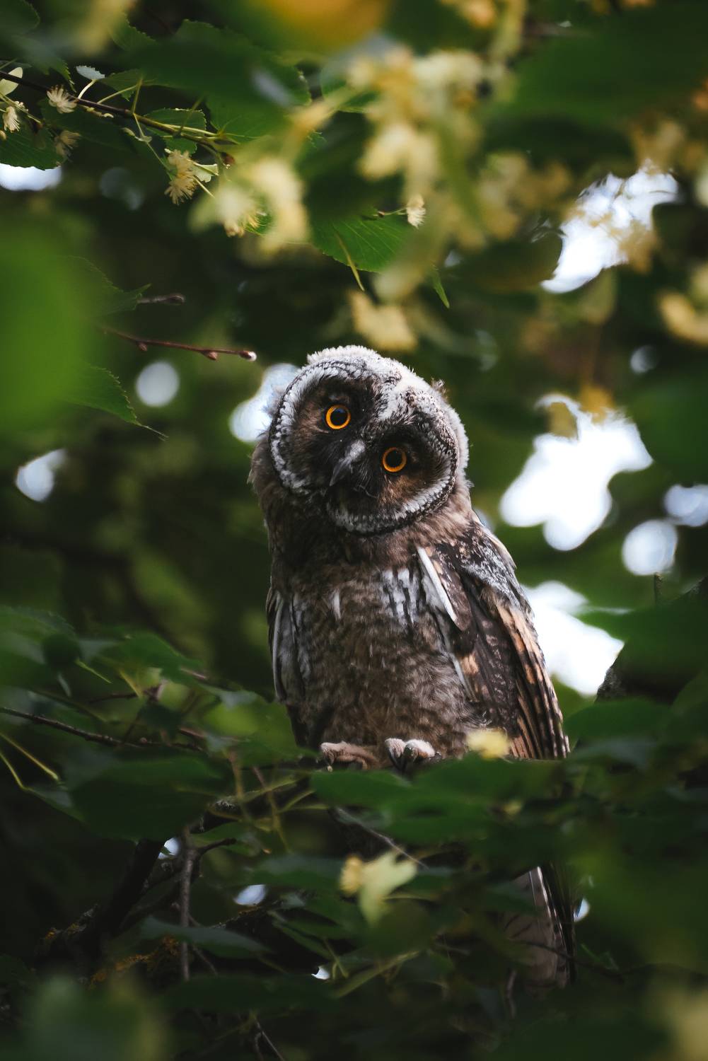 , Олег Гуляков