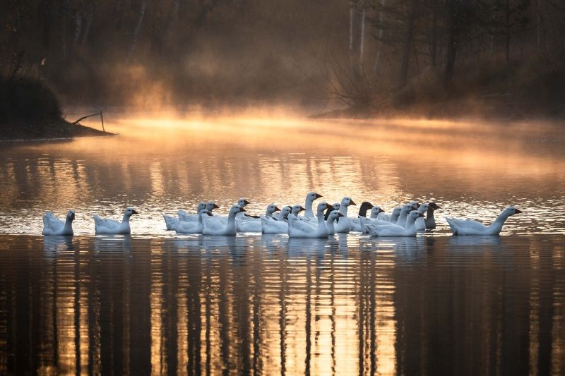 Гуси…   Geese… фото превью