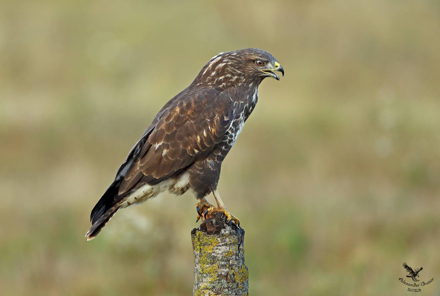 канюк, Гусар Александр