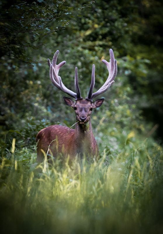 Wildlife фото превью