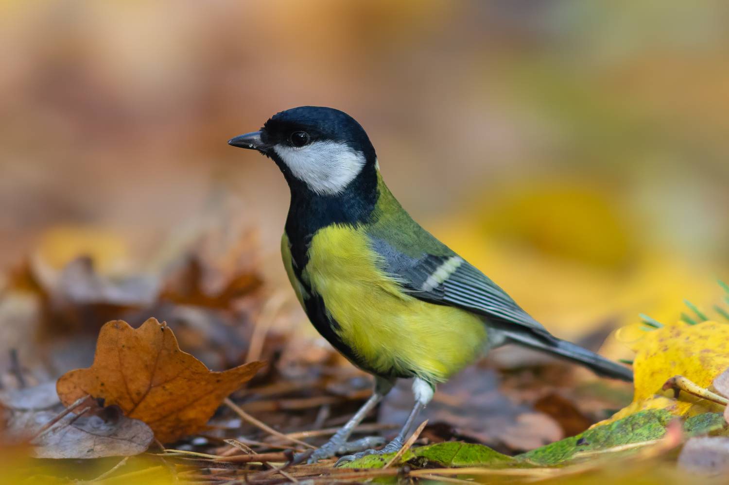 , Денис Пронин