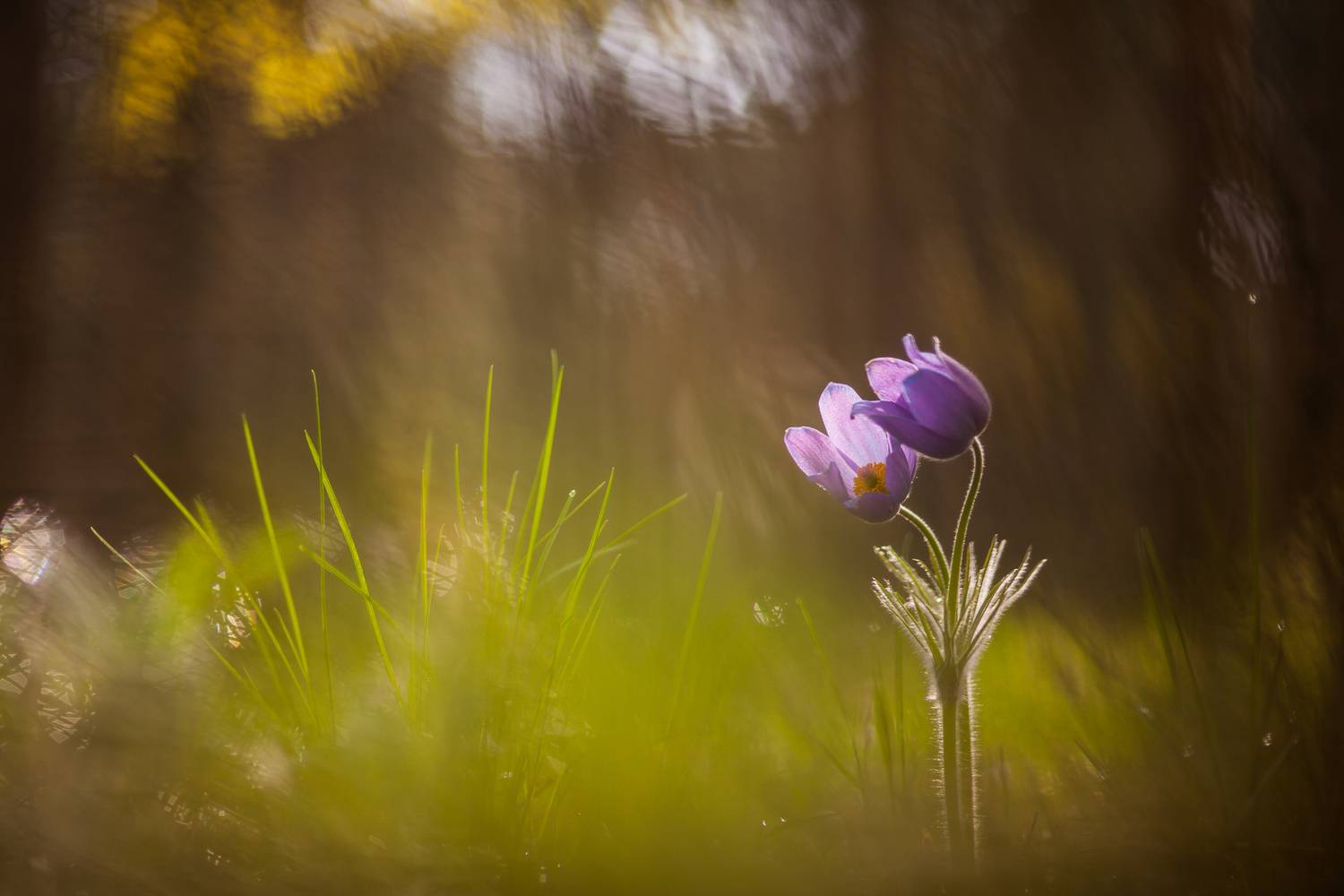 , Викулов Николай