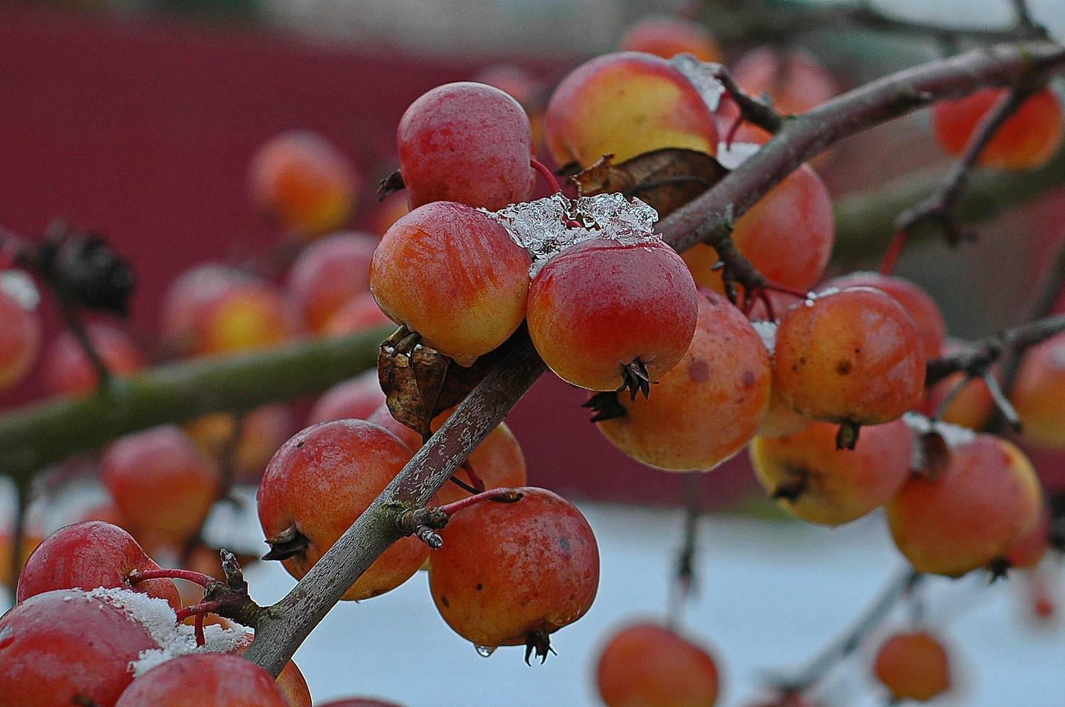 , Николаев Владимир