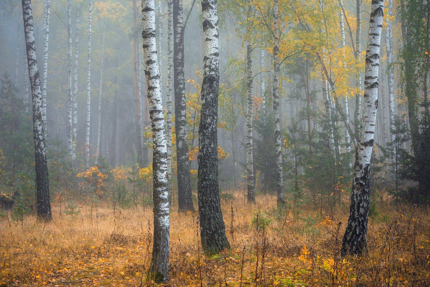 , Руслан Авдевич