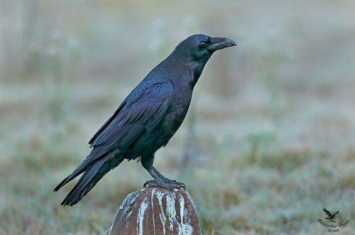 Встречая рассвет.