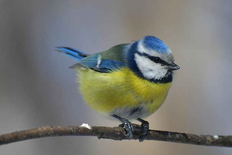 Lapis lazuli is ordinary.. фото превью